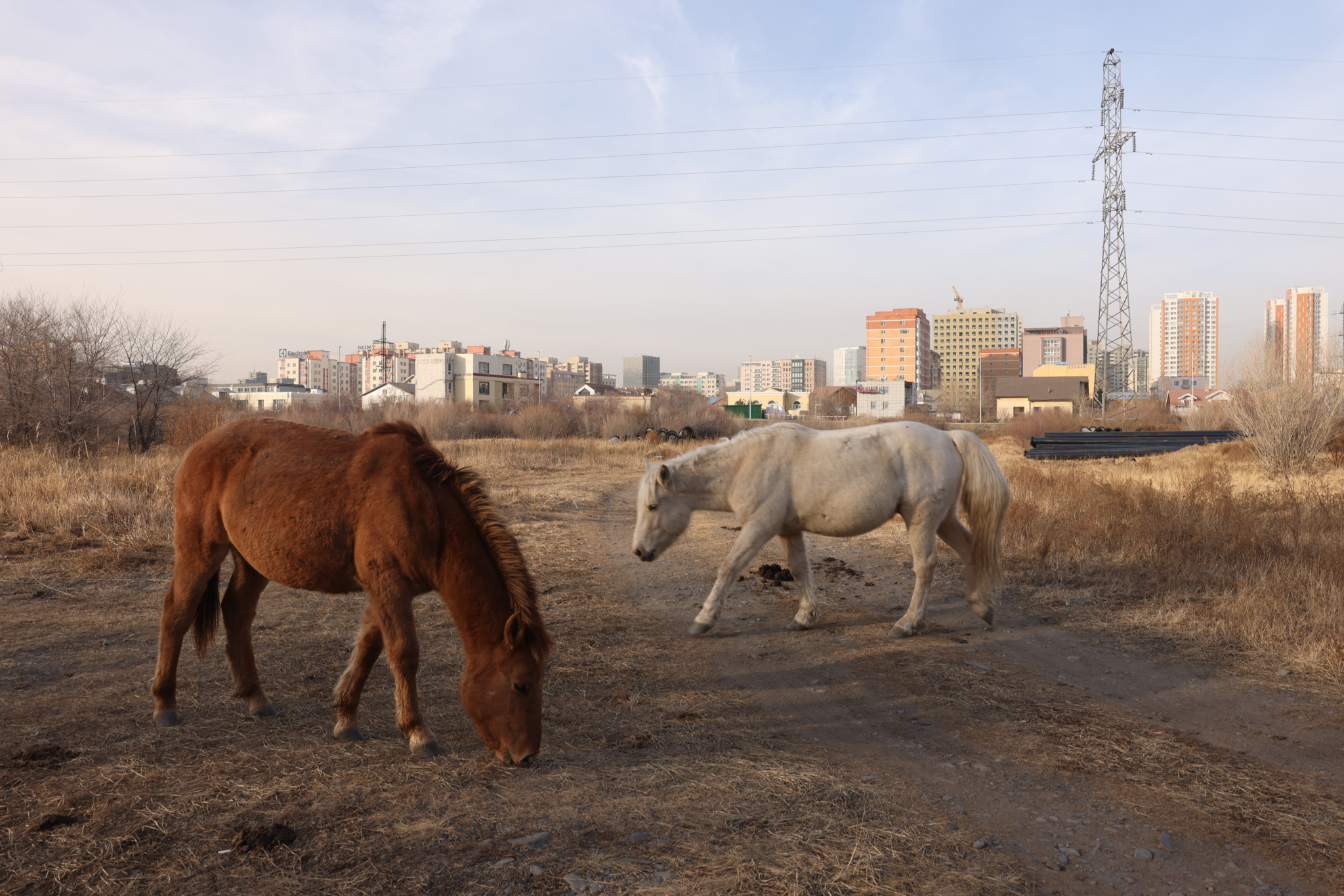 Д.Амгалан: Хориглосон бүсэд мал бэлчээсэн иргэнийг нэг сая төгрөг, хуулийн этгээдийг 10 сая төгрөгөөр торгох хуультай